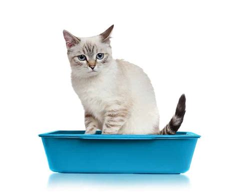 litter box liners alternatives